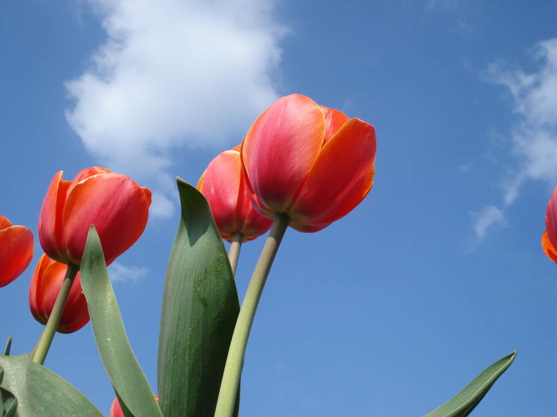 Tulpen in het voorjaar bij Callantsoog
