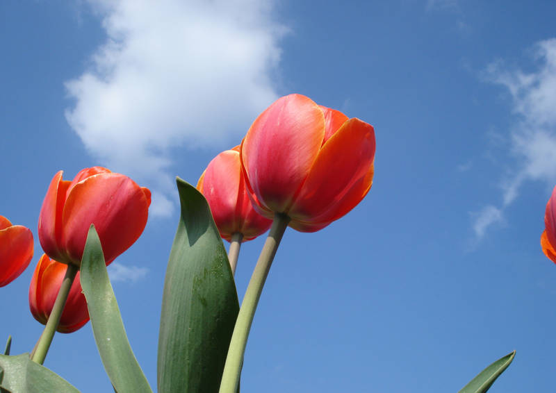 Tulpen in bloei in omgeving van Callantsoog