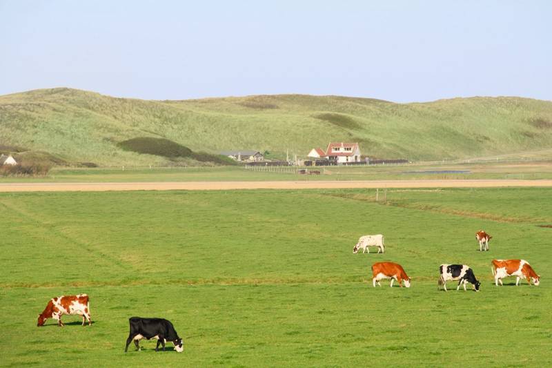 Koeien in de wei Callantsoog