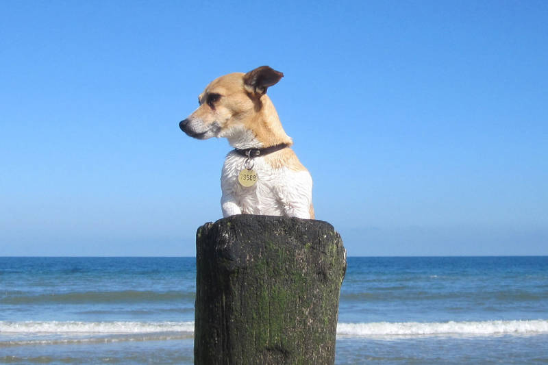 Hond op het Strand