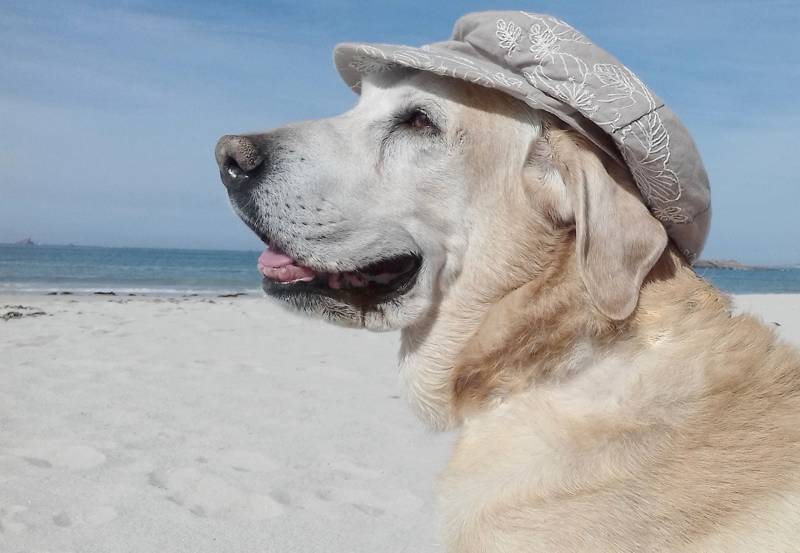 hond strand zomer callantsoog