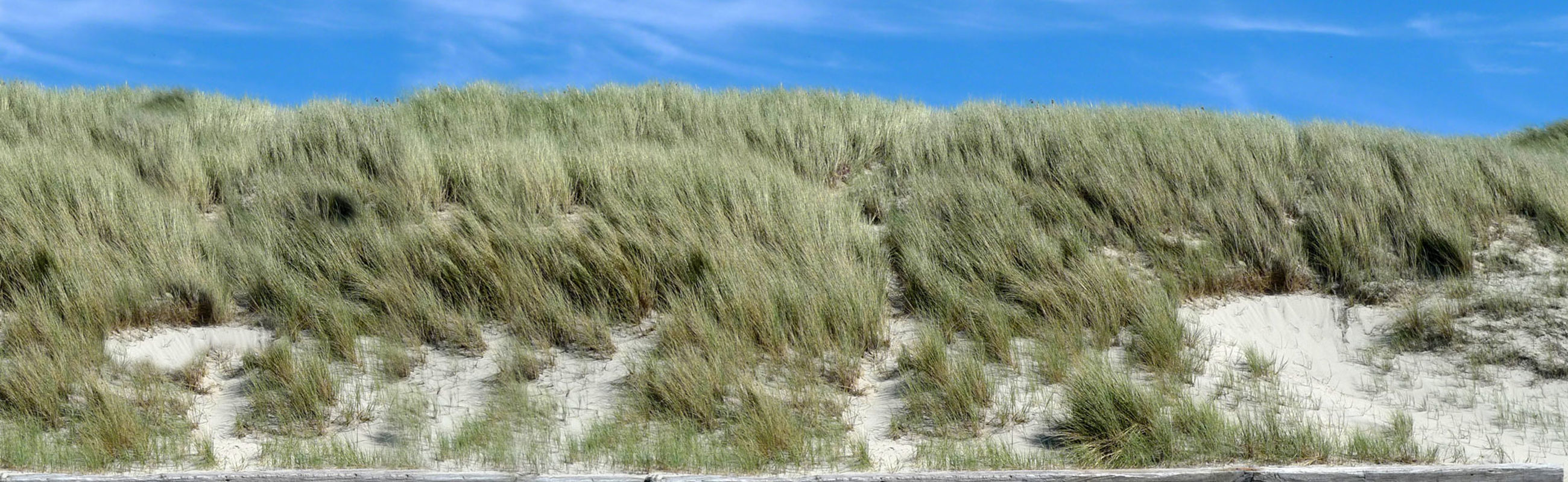 Duinen Noord Holland