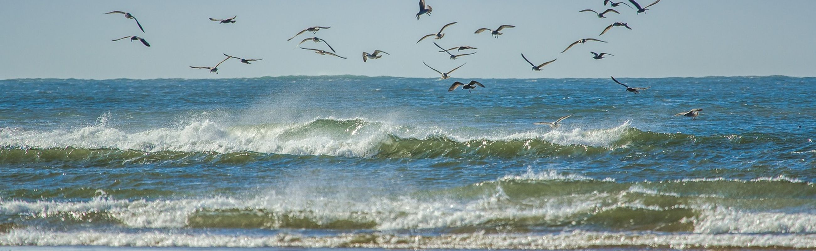 Vogels boven zee