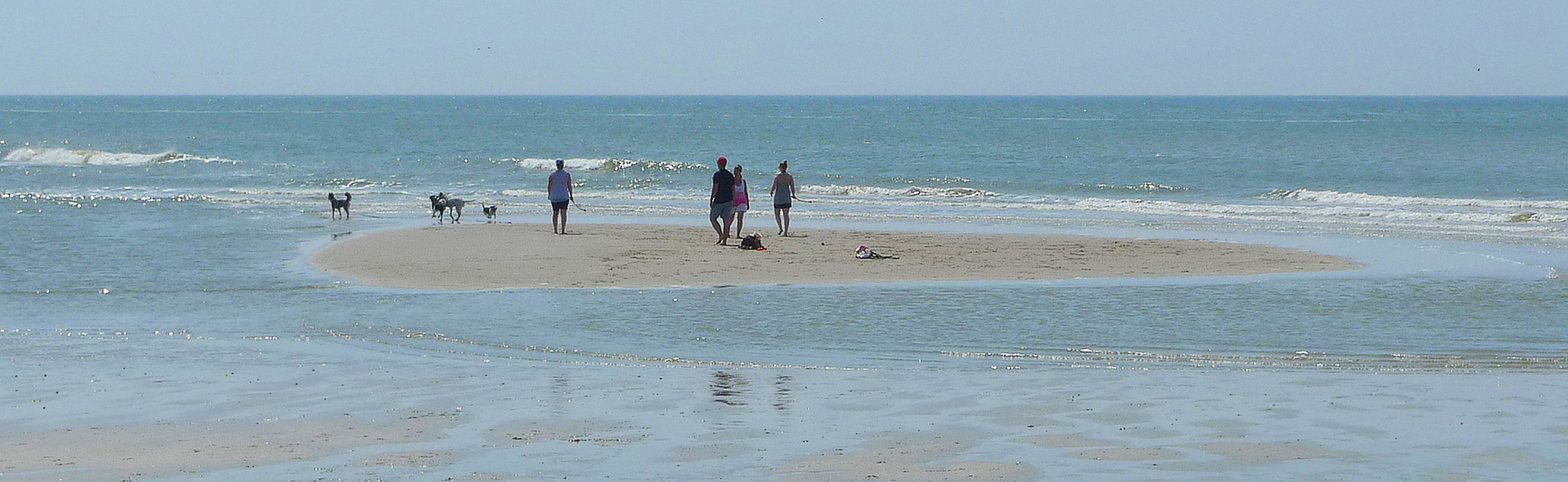 Hond op Strand Noord Holland