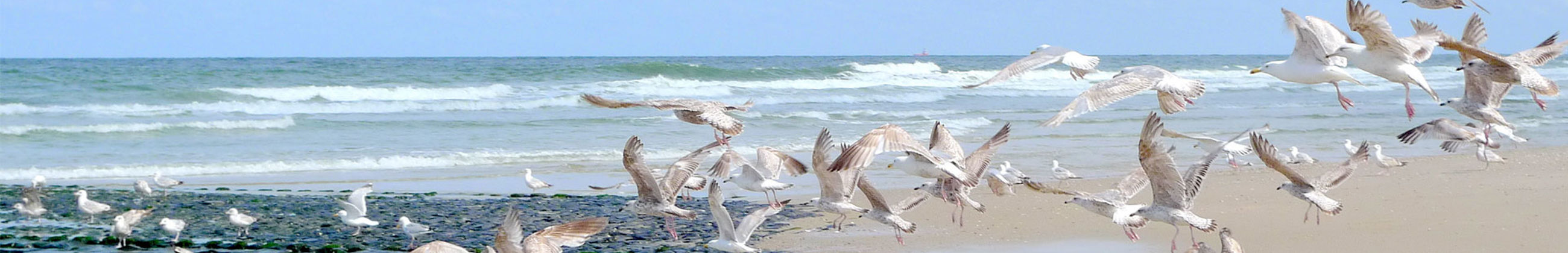 Meeuwen op het strand