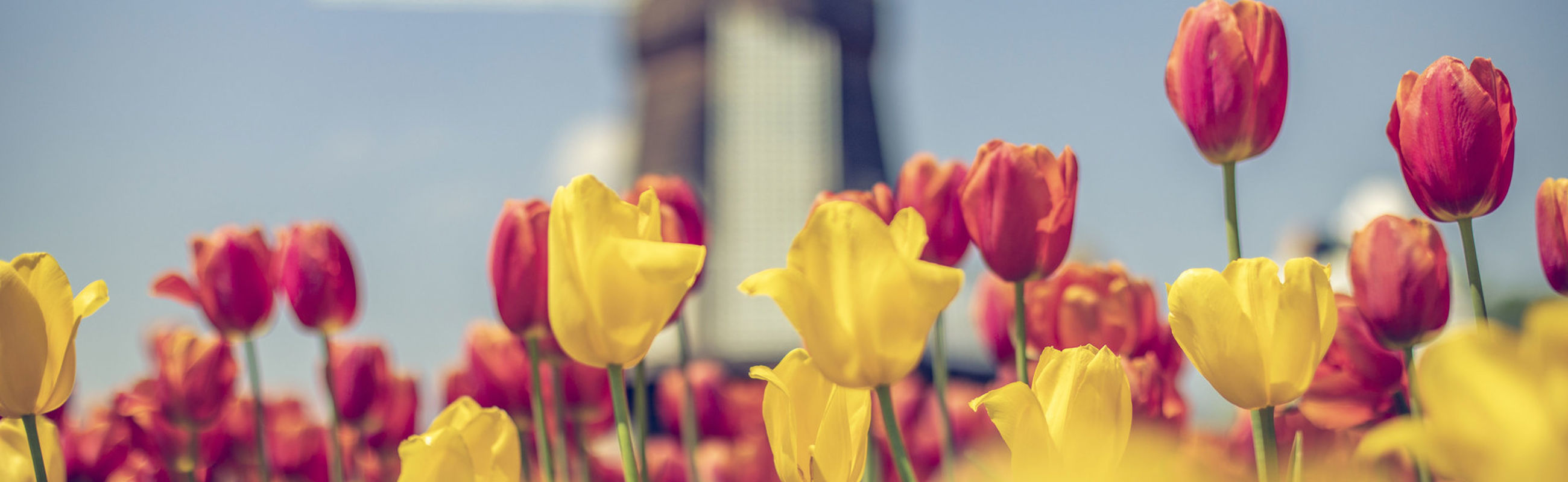 Hollandse tulpen