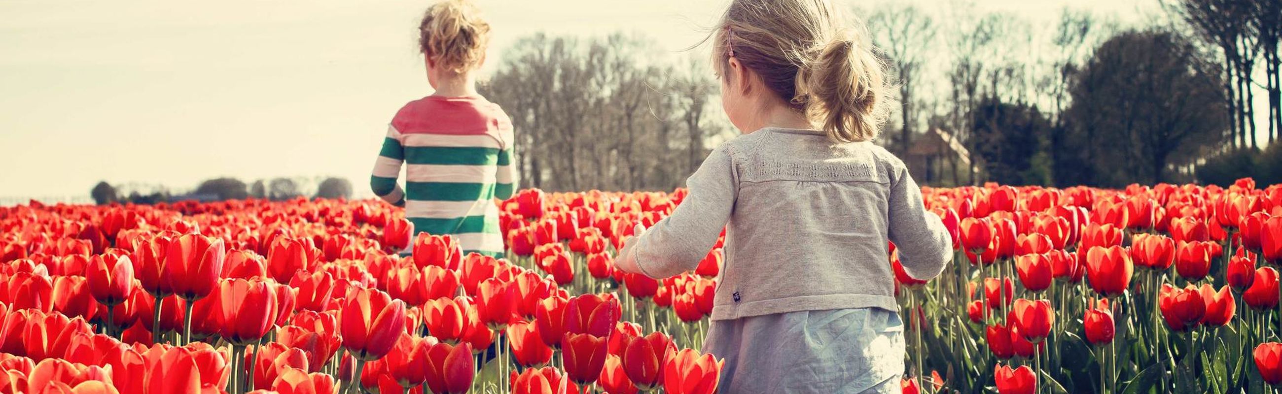 Tulpen in de kop