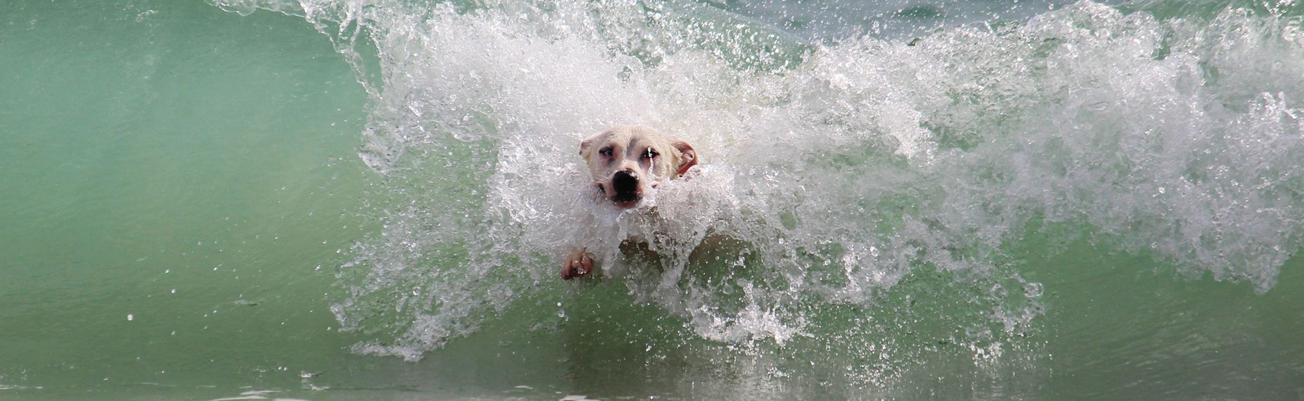 Hond in de Zee