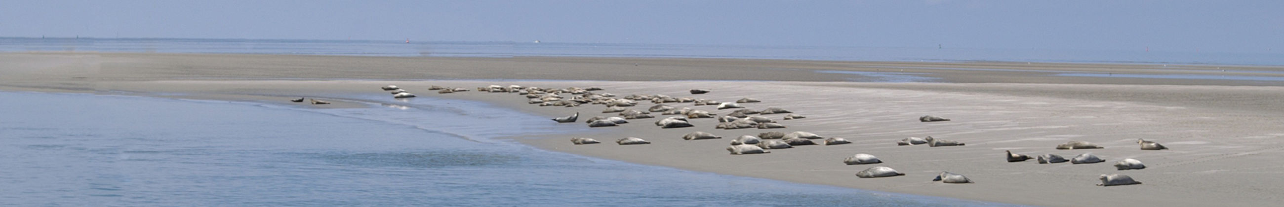 zeehonden bij Texel