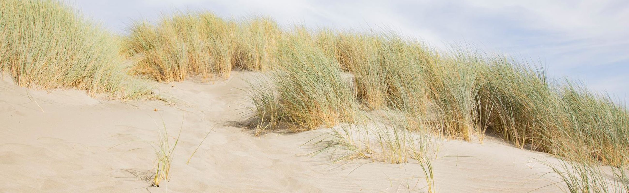 Duinen van Noord Holland