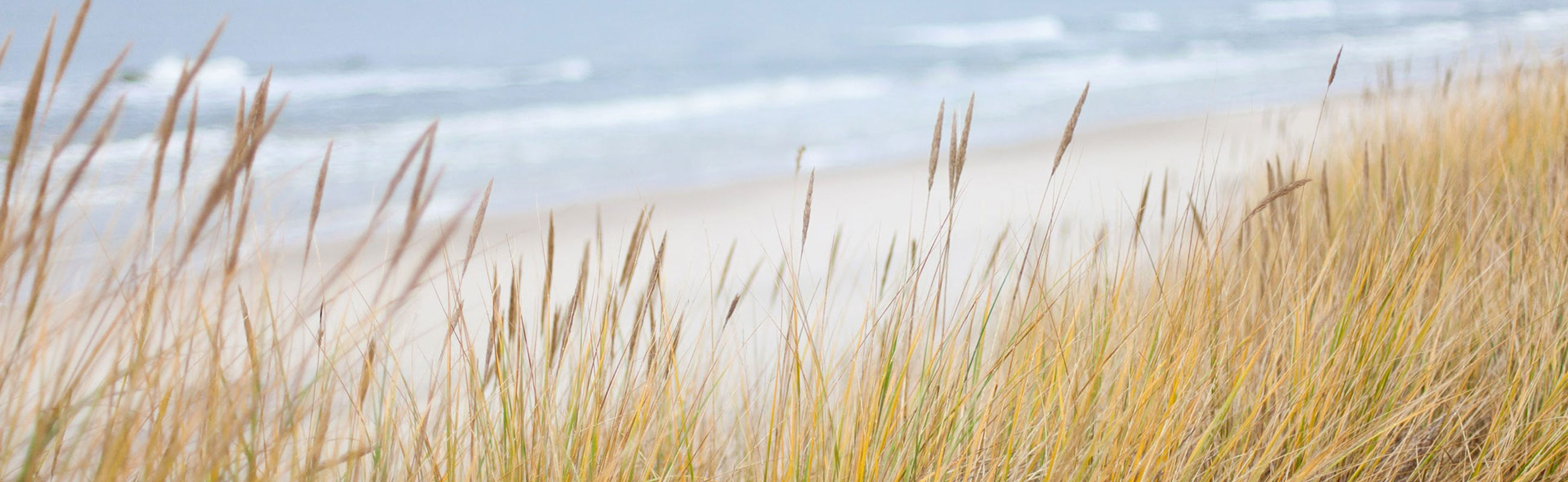 duinen noordzee zeehonden