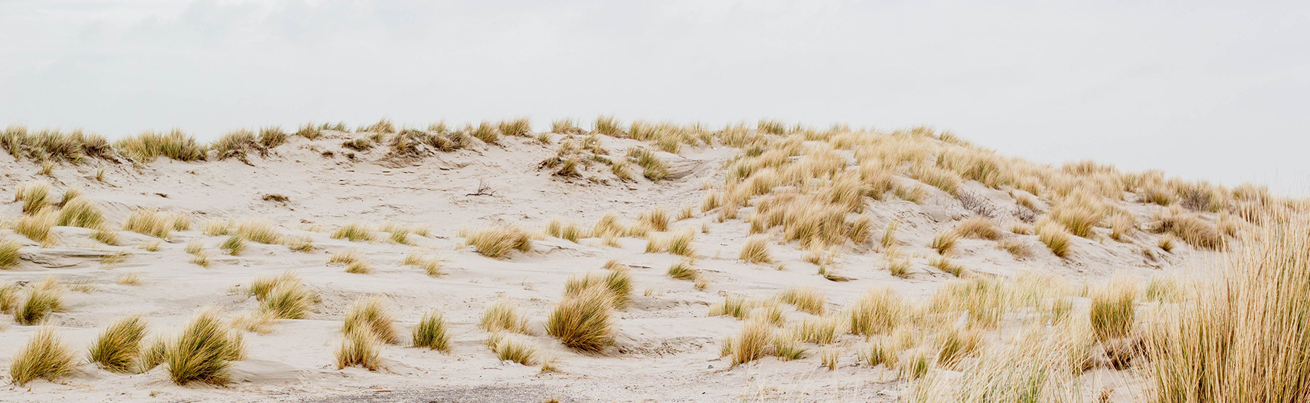 duinen strand zee