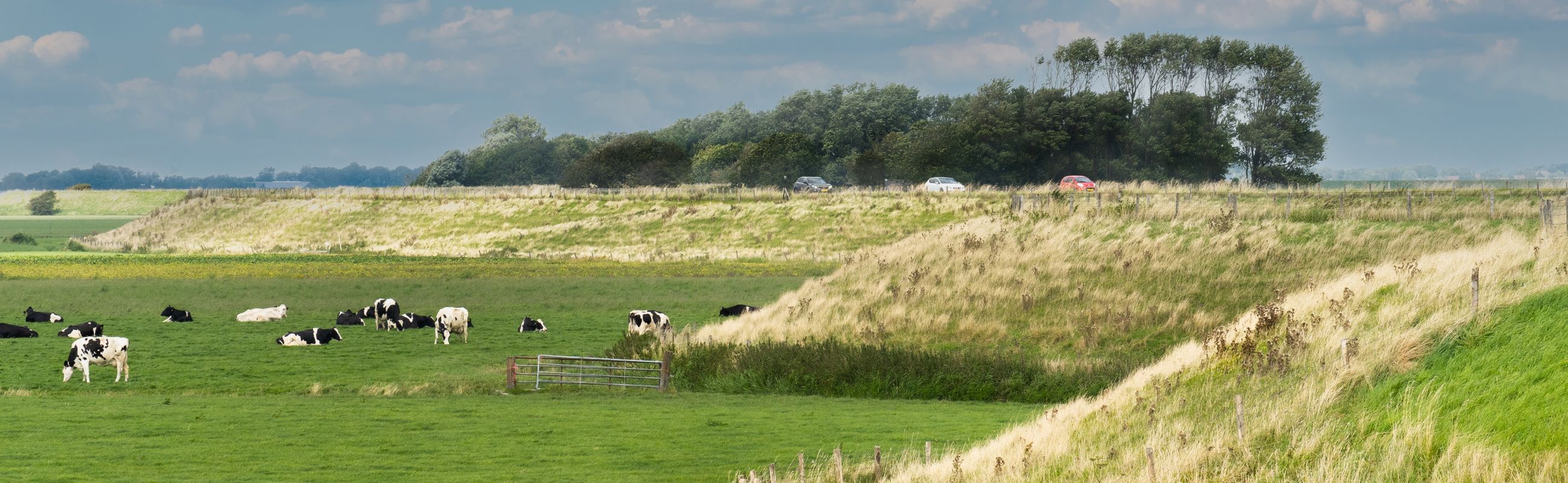 friese omringdijk natuur fietsen wandelen