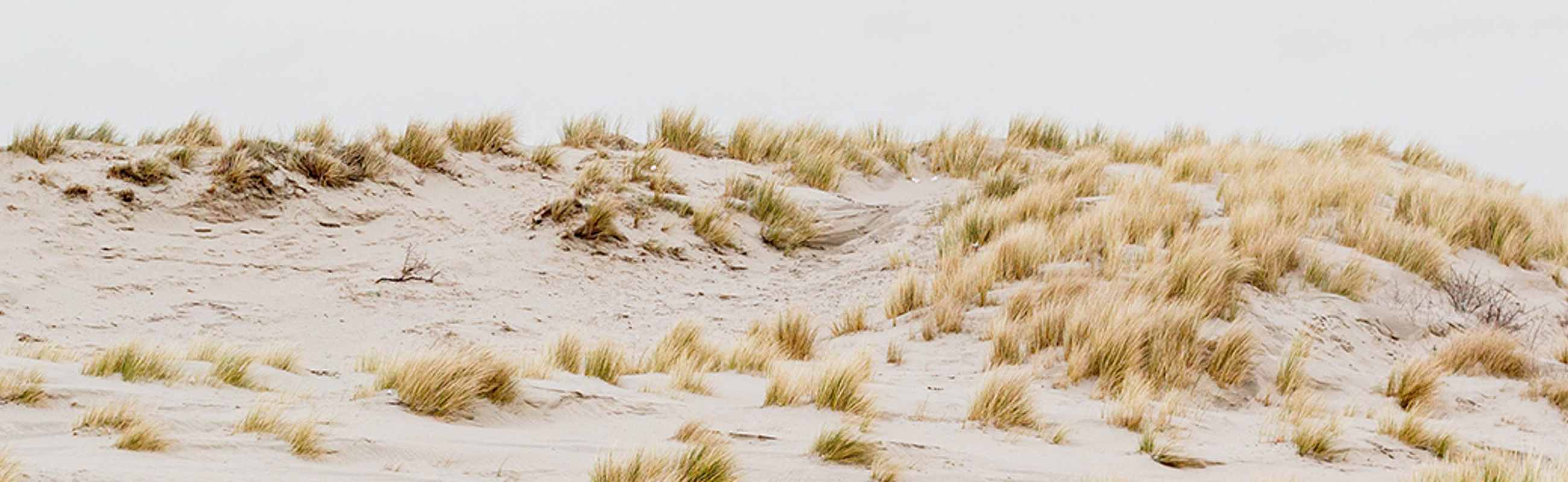 Smal duinen