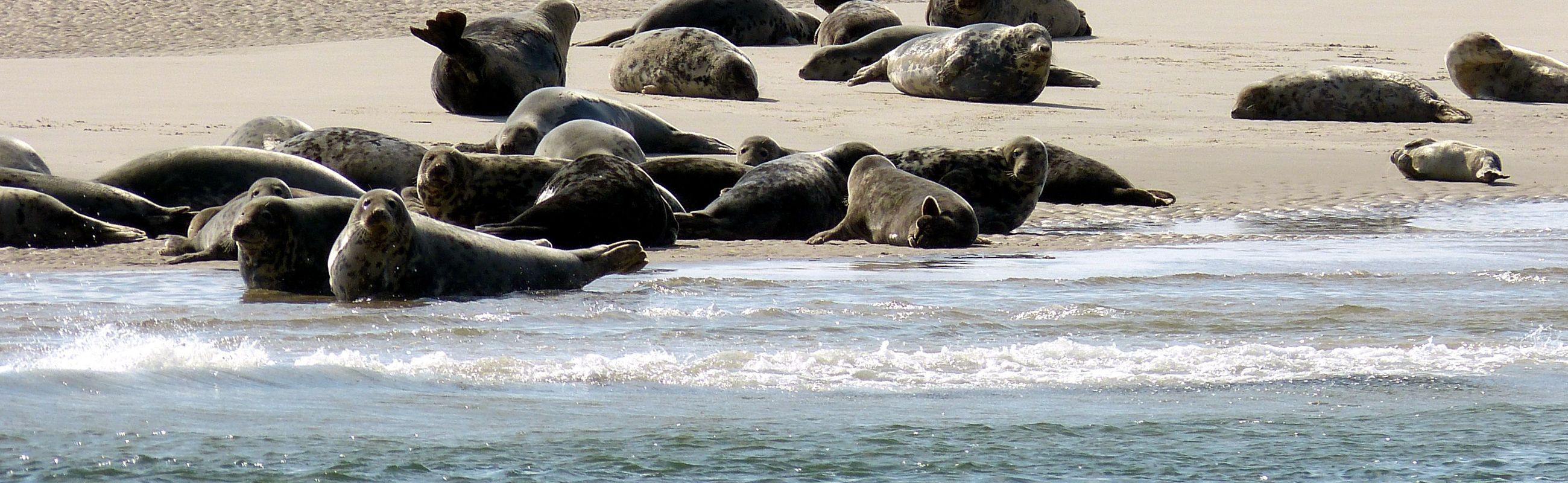 Zeehonden spotten