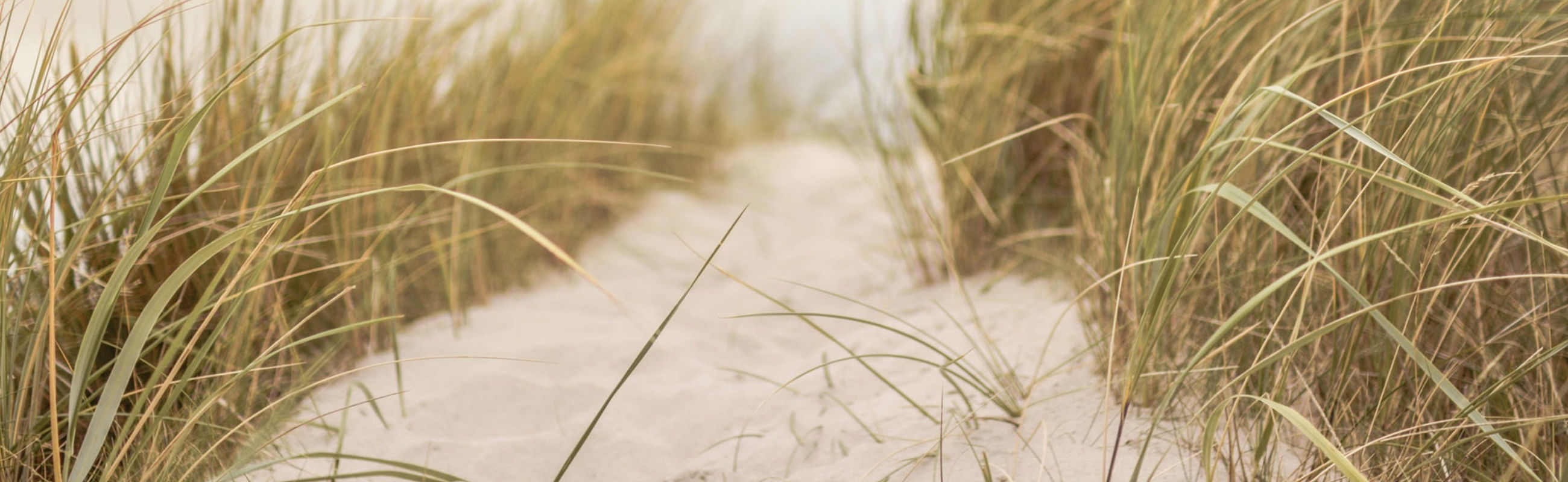 Duinen sand en gras