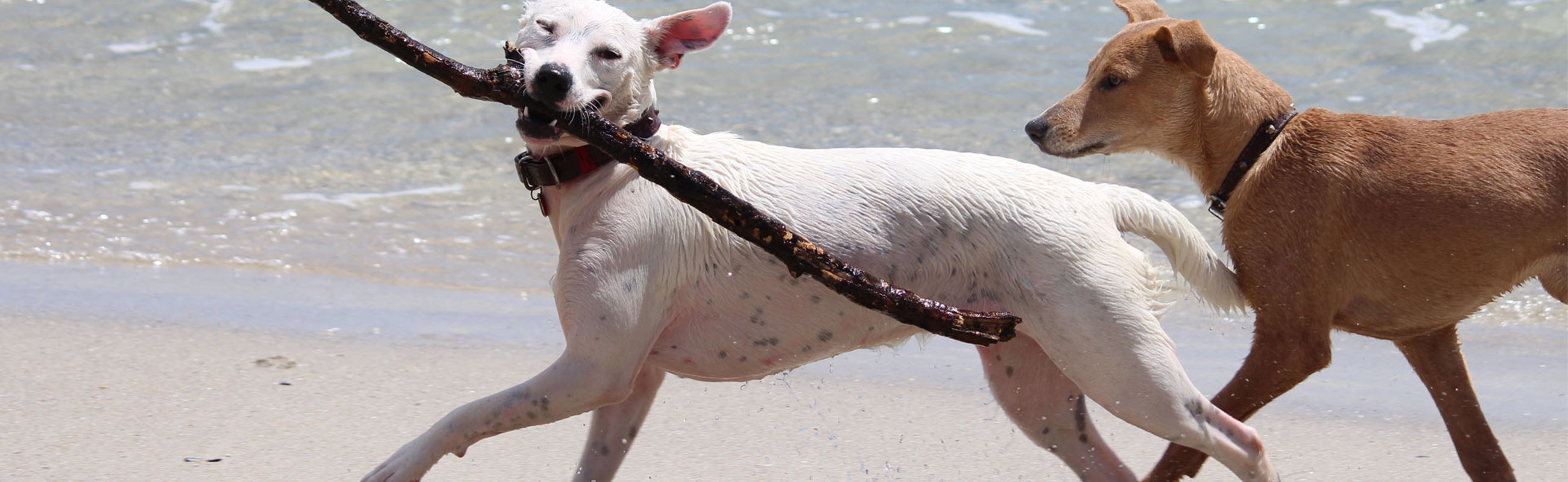 Hond Stok Strand