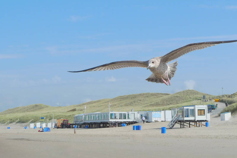 Meeuw boven strandtent