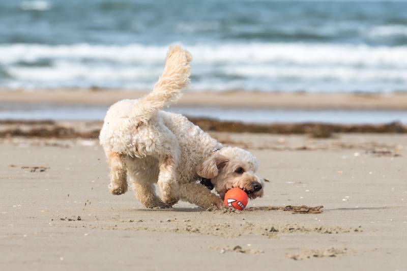 vakantie met de hond