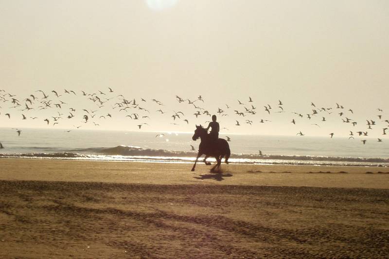 Paardrijden aan zee