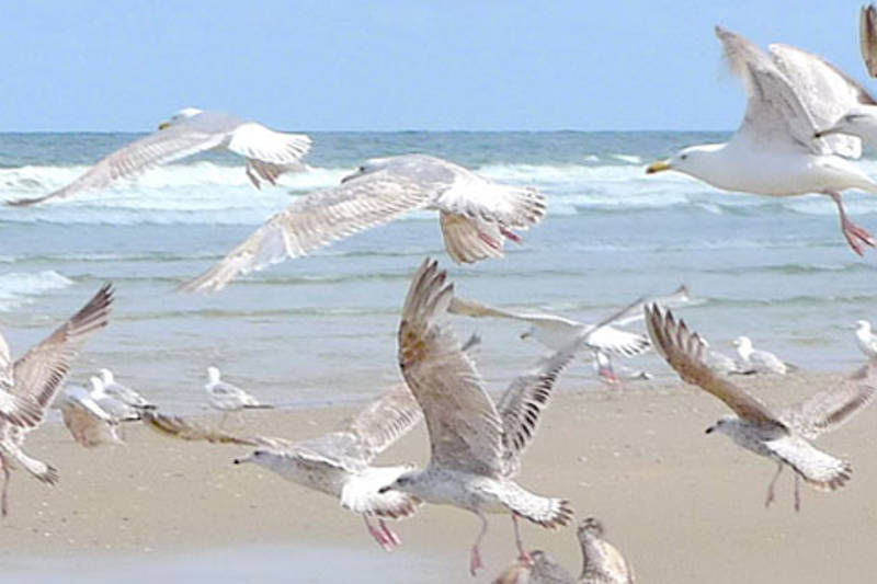 Meeuwen op het strand