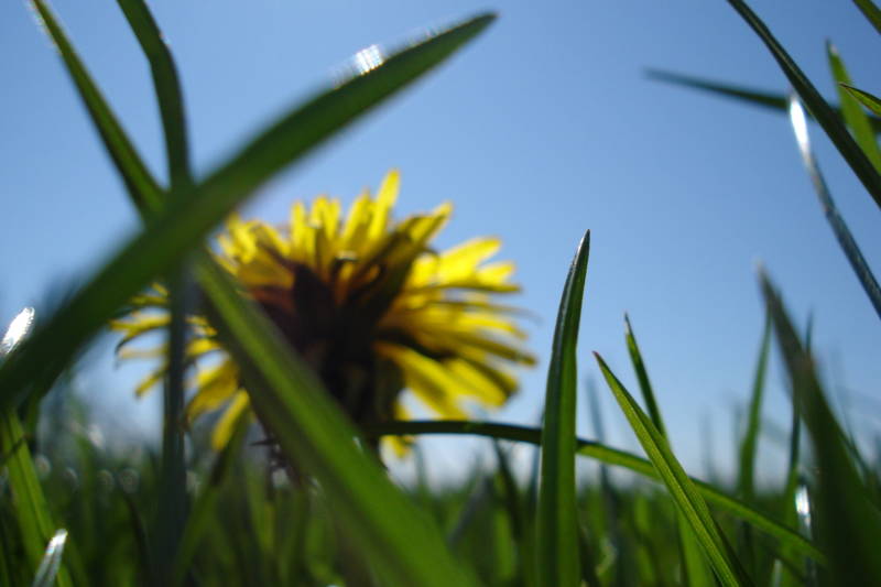 Zonnebloemen in het veld