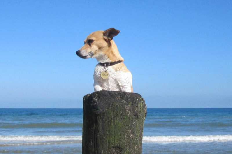 Lekker met de hond op vakantie