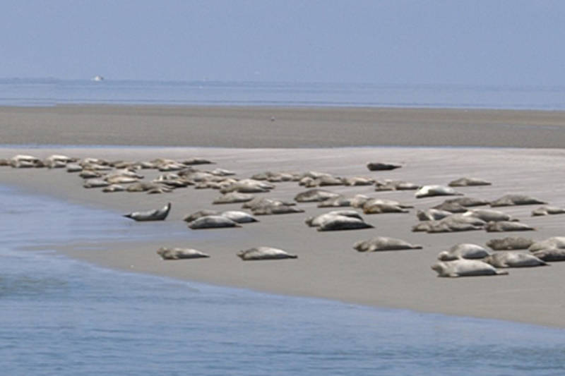 Zeehonden plaat