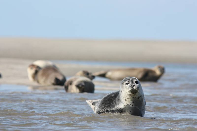 zeehonden spotten  strand callantsoog