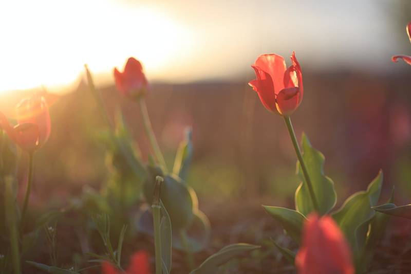 tulpen