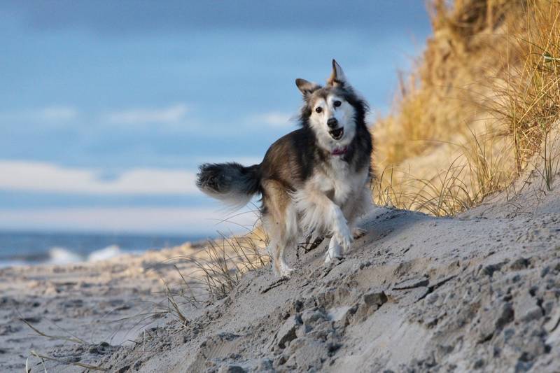 honden strand  vakantie