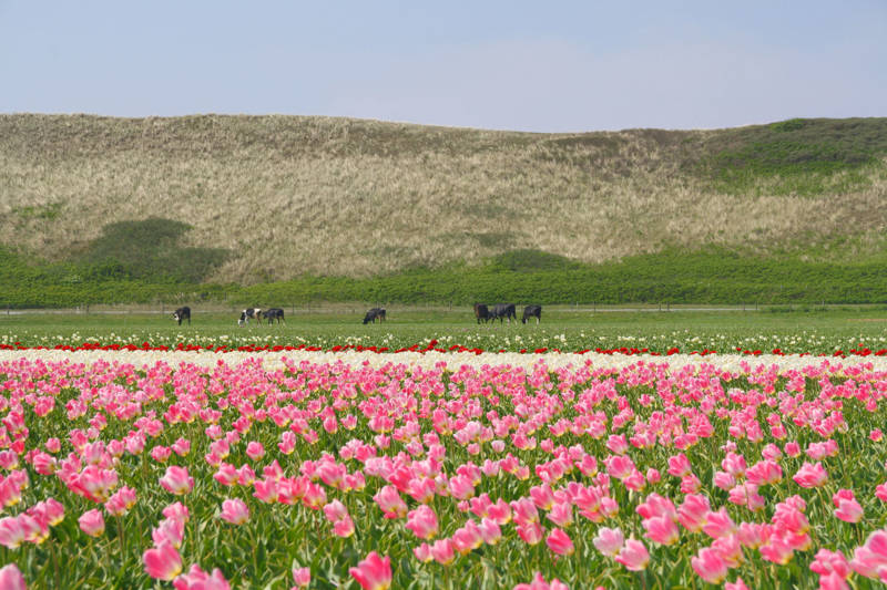 Tulpen