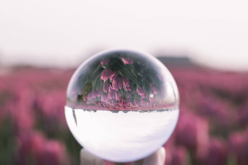 Tulpen roze