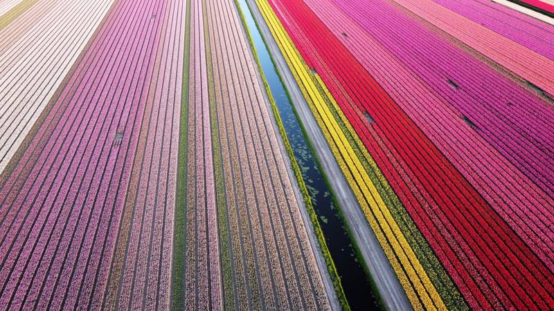 Tulpen Noord Holland LekkerNaarZee