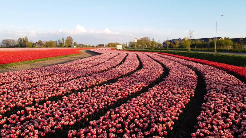 Tulpen Noord Holland LekkerNaarZee