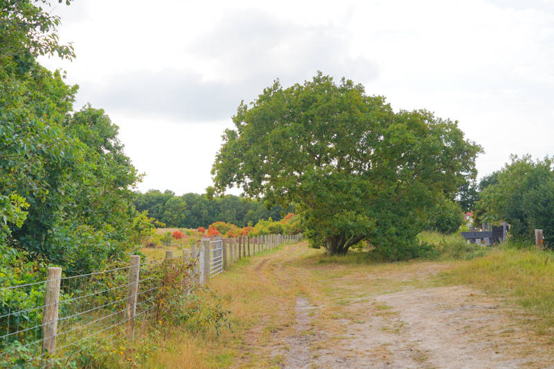 Herfst en Heide Callantsoog