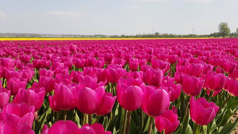 Tulpen Noord Holland 