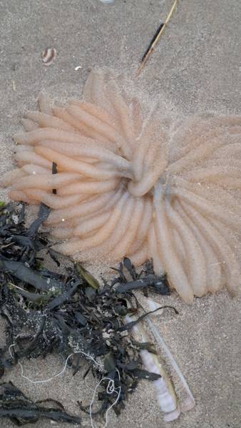 Strandjutten in Callantsoog