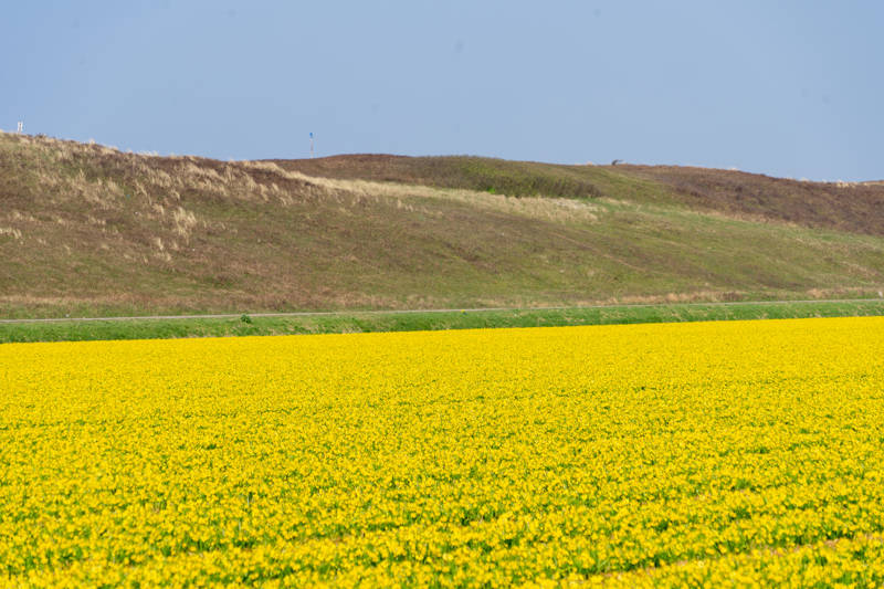 Bloemen