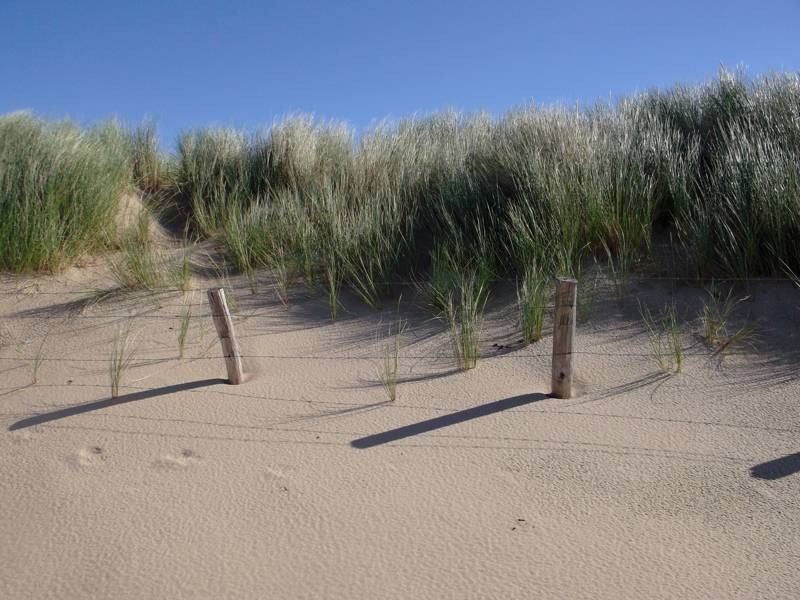 Duinen van Callantsoog