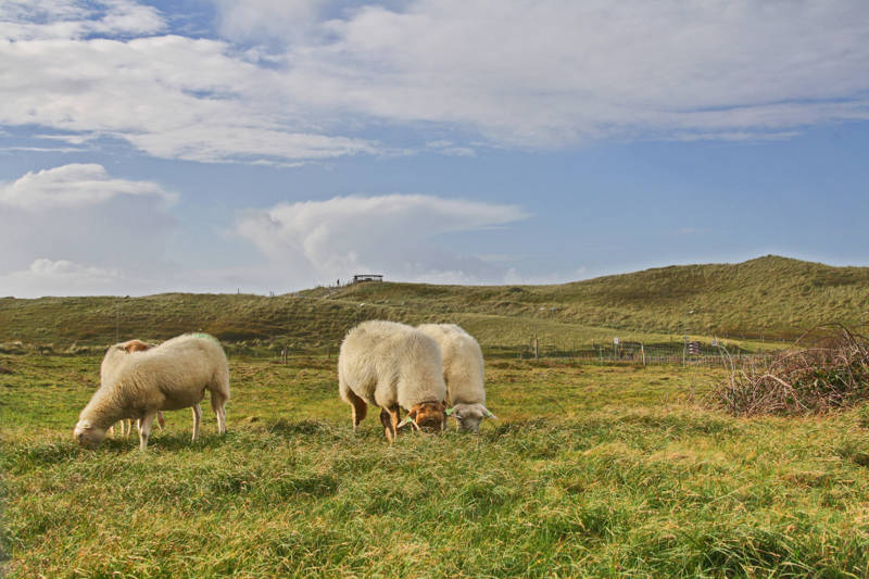 Schapen in omgeving van Callantsoog