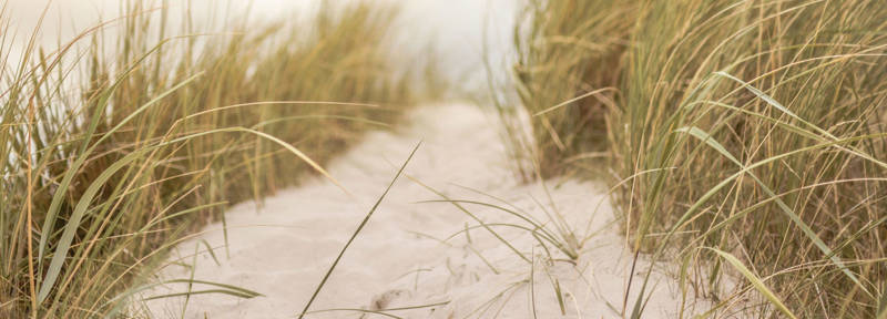 Duinen bij Callantsoog