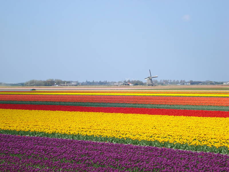 Tulpenvelden in de omgeving van Callantsoog