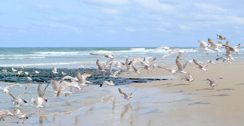 Meeuwen op het strand van Groote Keeten