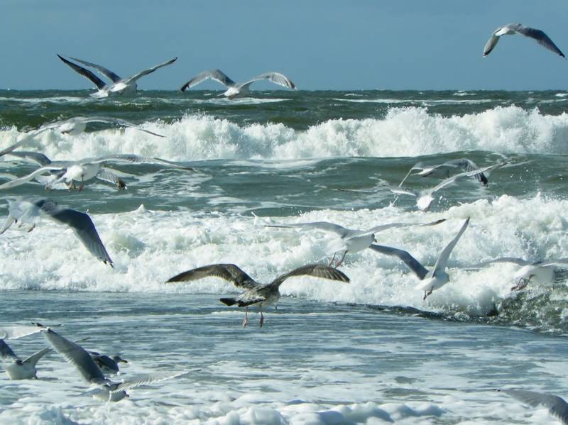 meeuwen op Strand van Sint Maartenszee