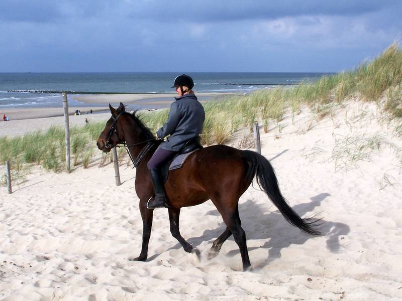 Eigen paard mee op vakantie