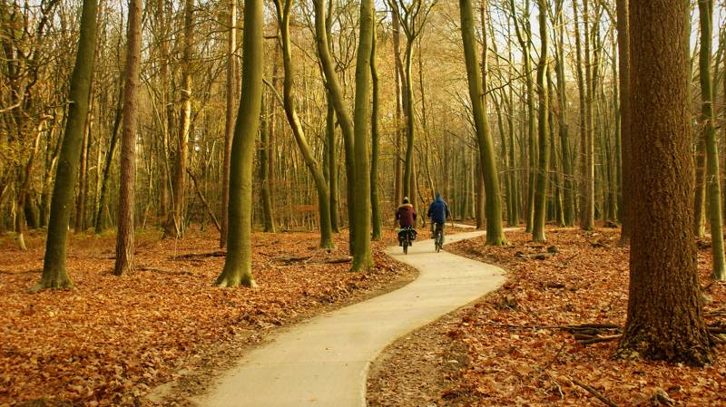 fietspaden bos natuur callantsoog