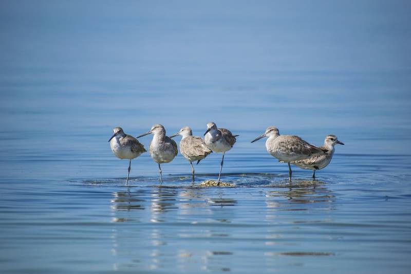 vogels strand zee calalntsoog