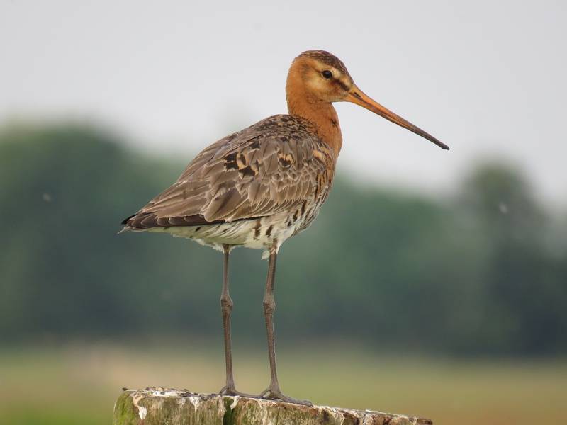 natuur vogels spotten zwanenwater callantsoog