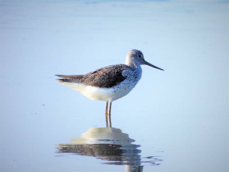 natuur vogels spotten zwanenwater callantsoog